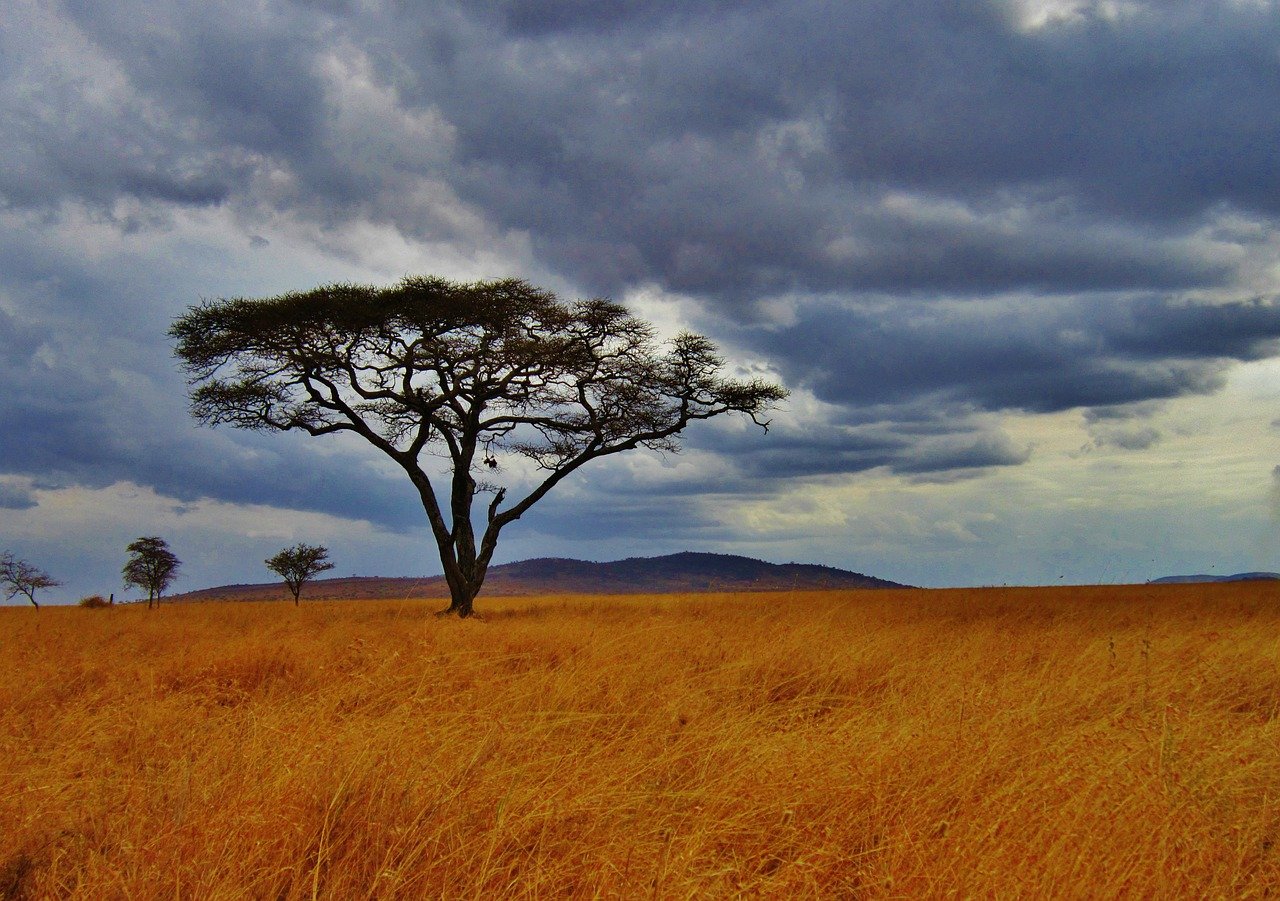 Park Narodowy Serengeti