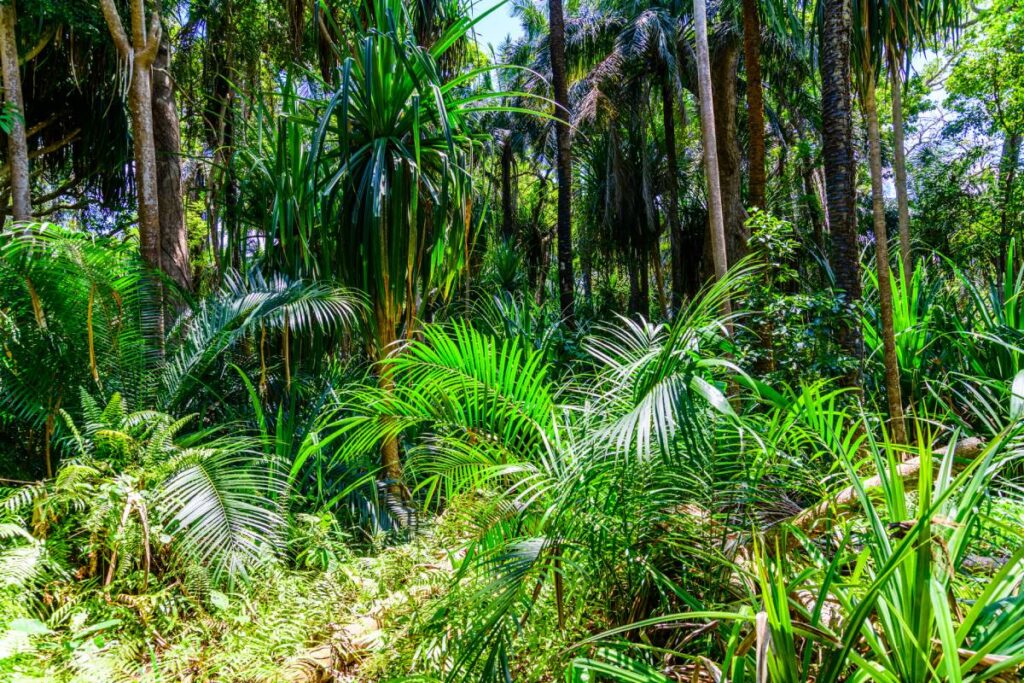 Zanzibar – co zobaczyć poza plażami? Stone Town, przyprawy i Jozani Forest